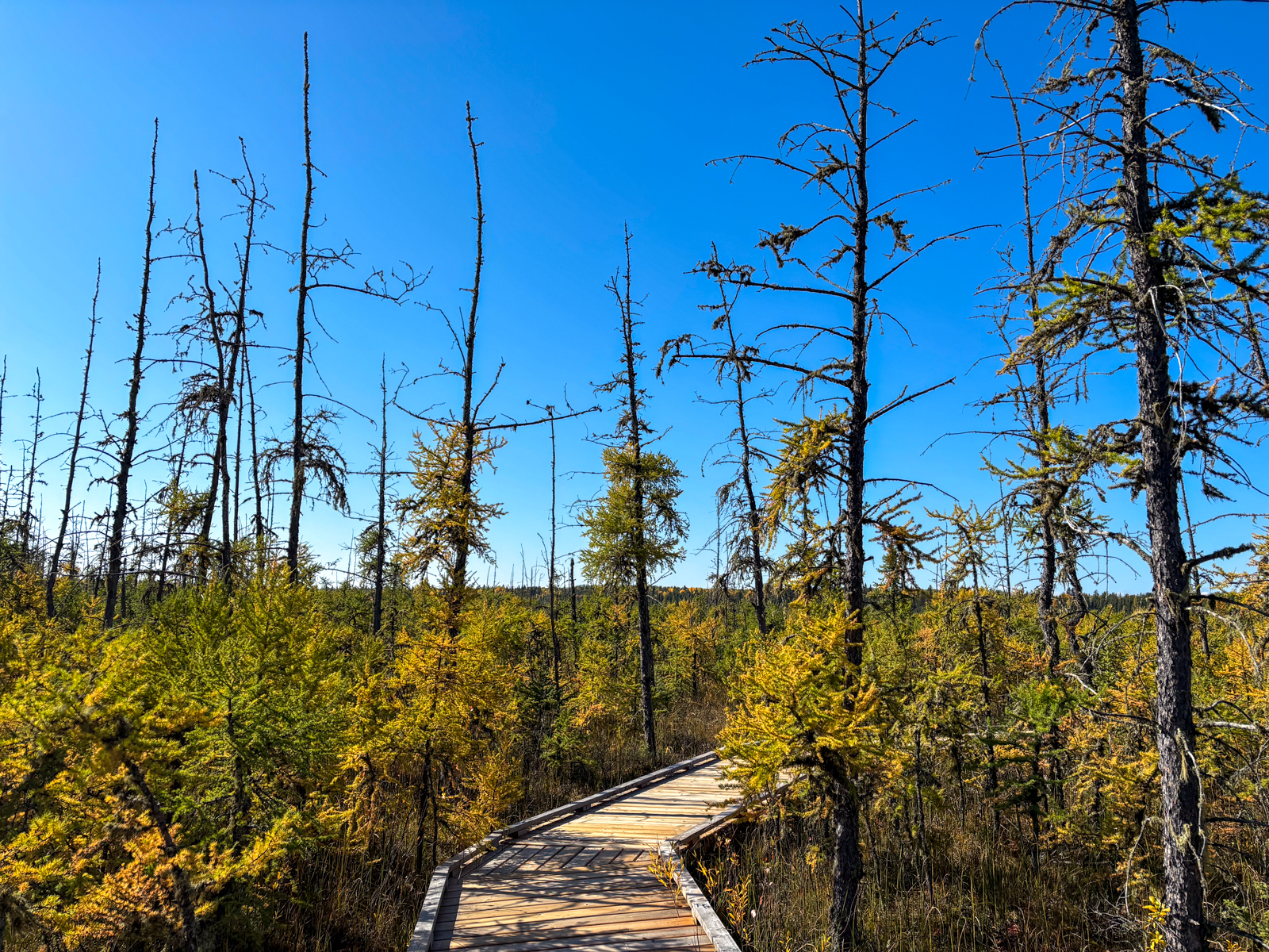 Boundary Bog Trail