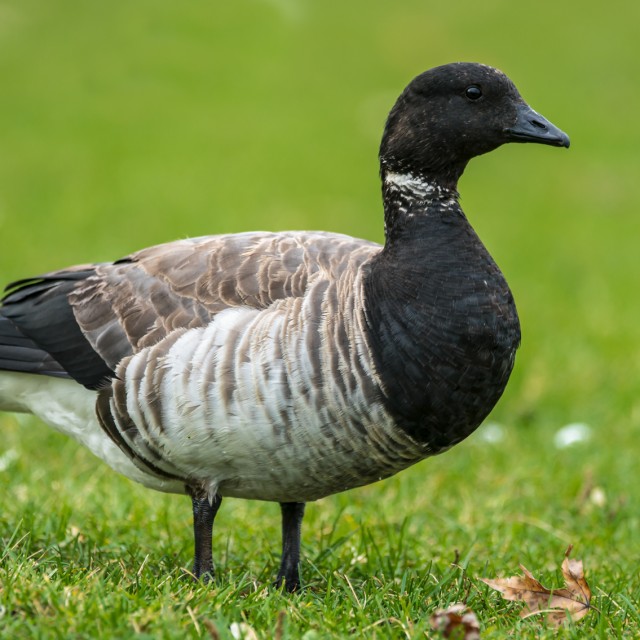 Brant Goose is standing on a green grass