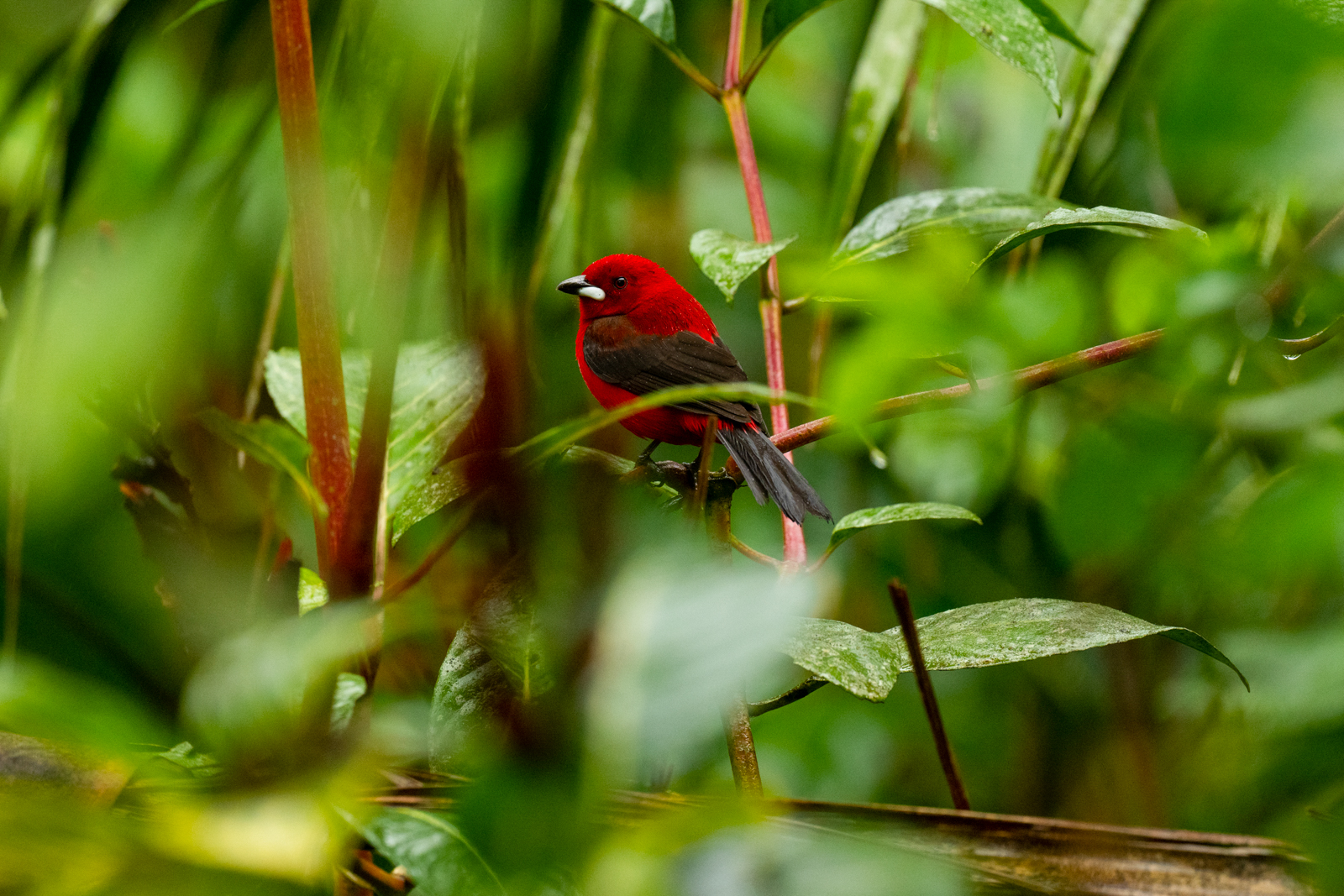 Brazilian Tanager