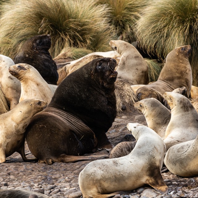 Sea Lions, Campbell Island