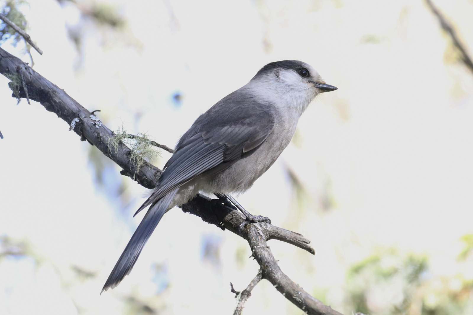 Canada Jay