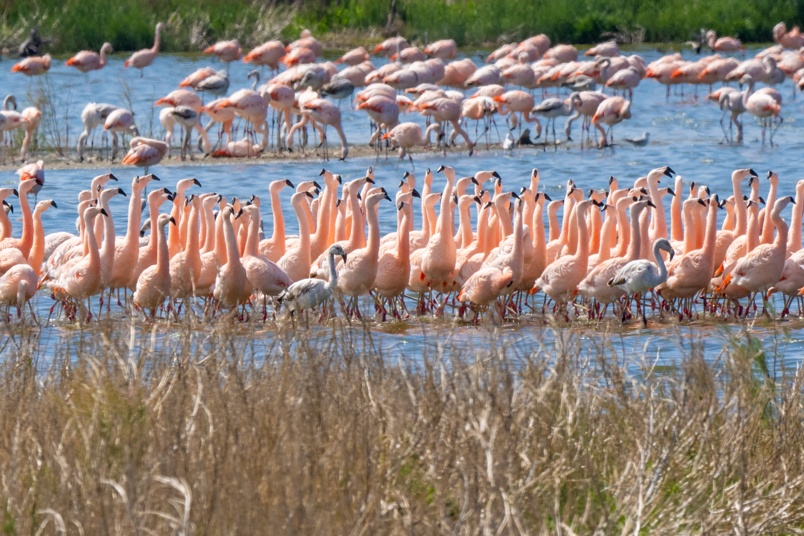 Chilean Flamingos