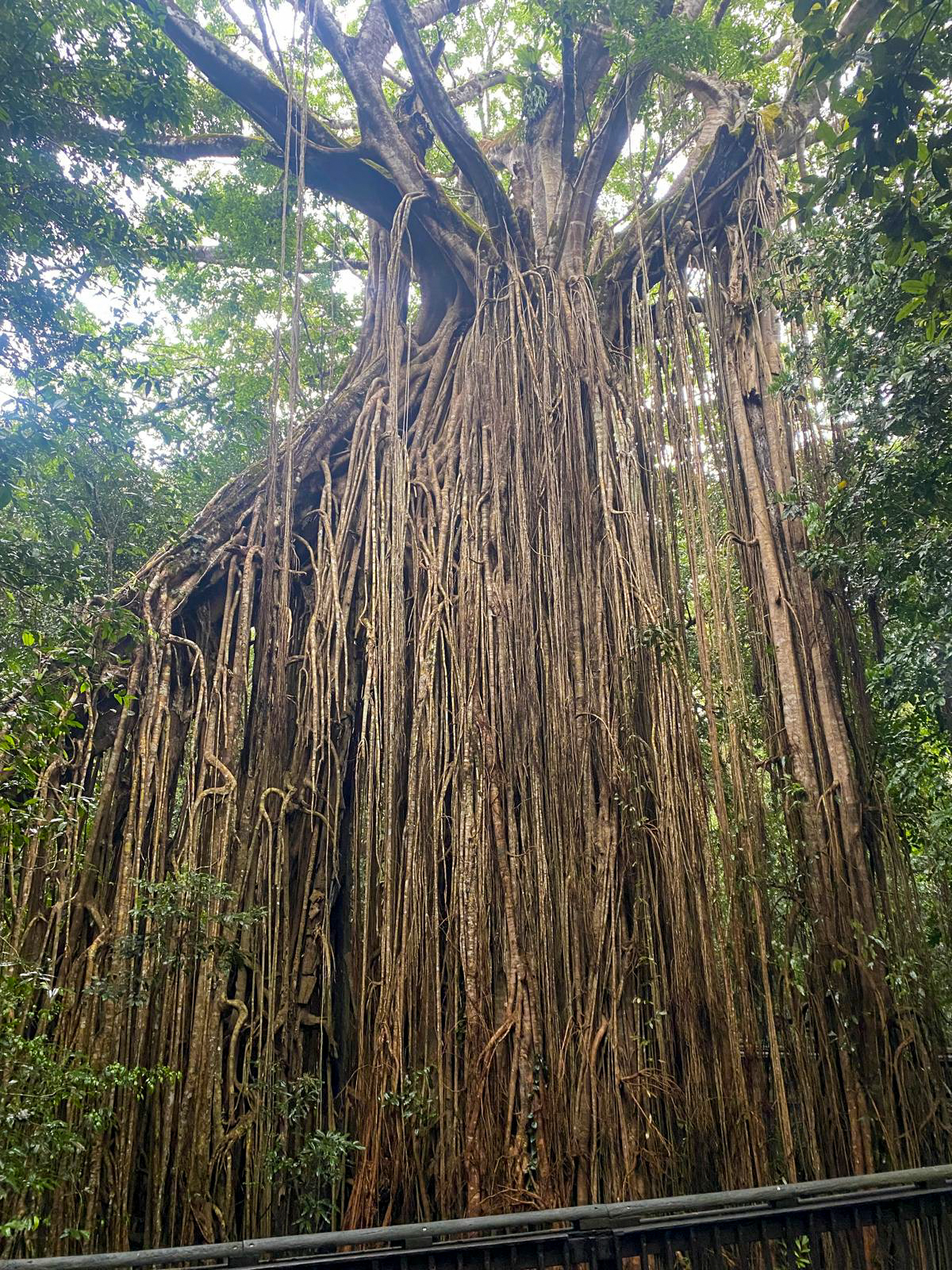 Curtain Fig