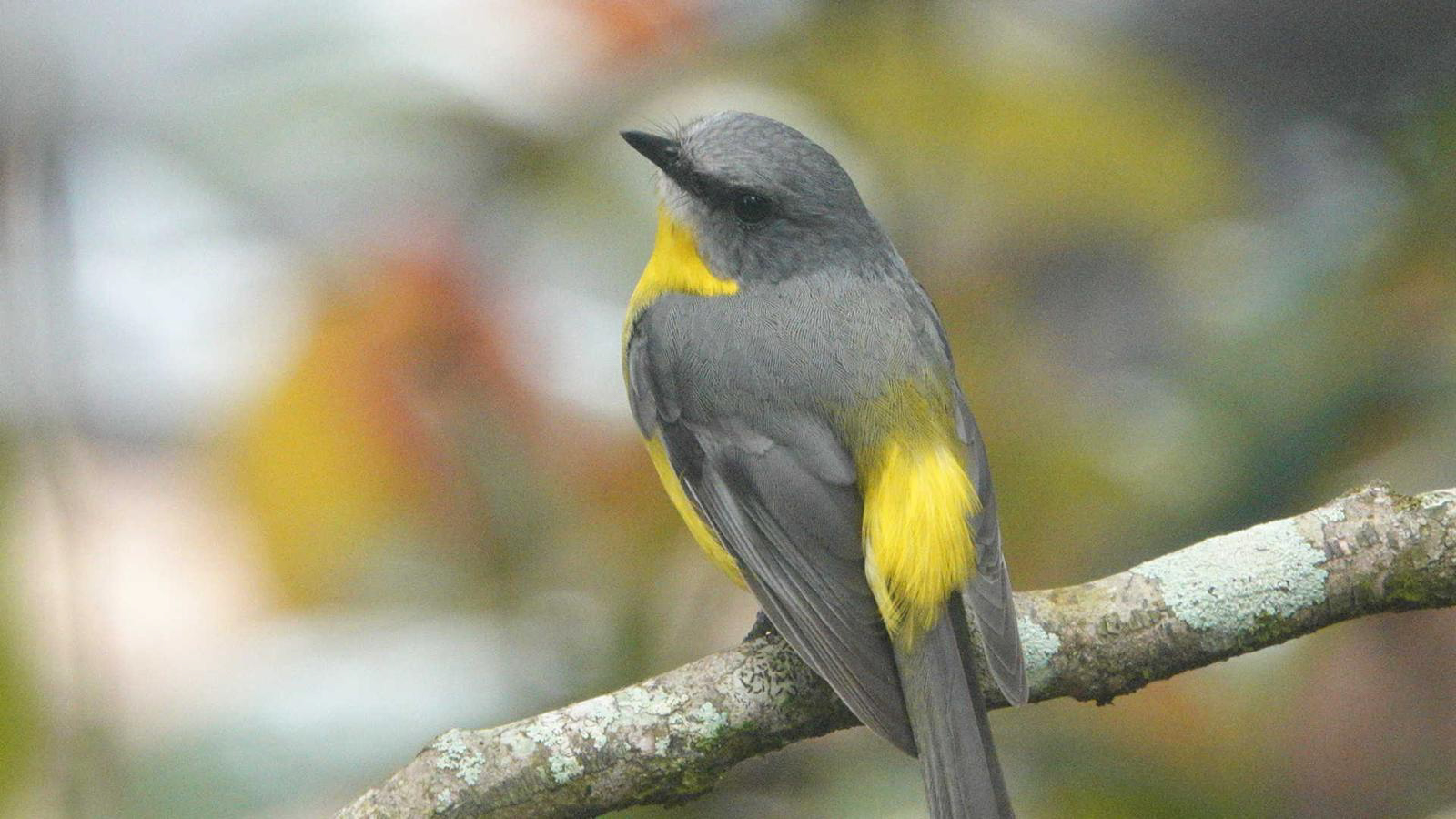 Eastern Yellow Robin