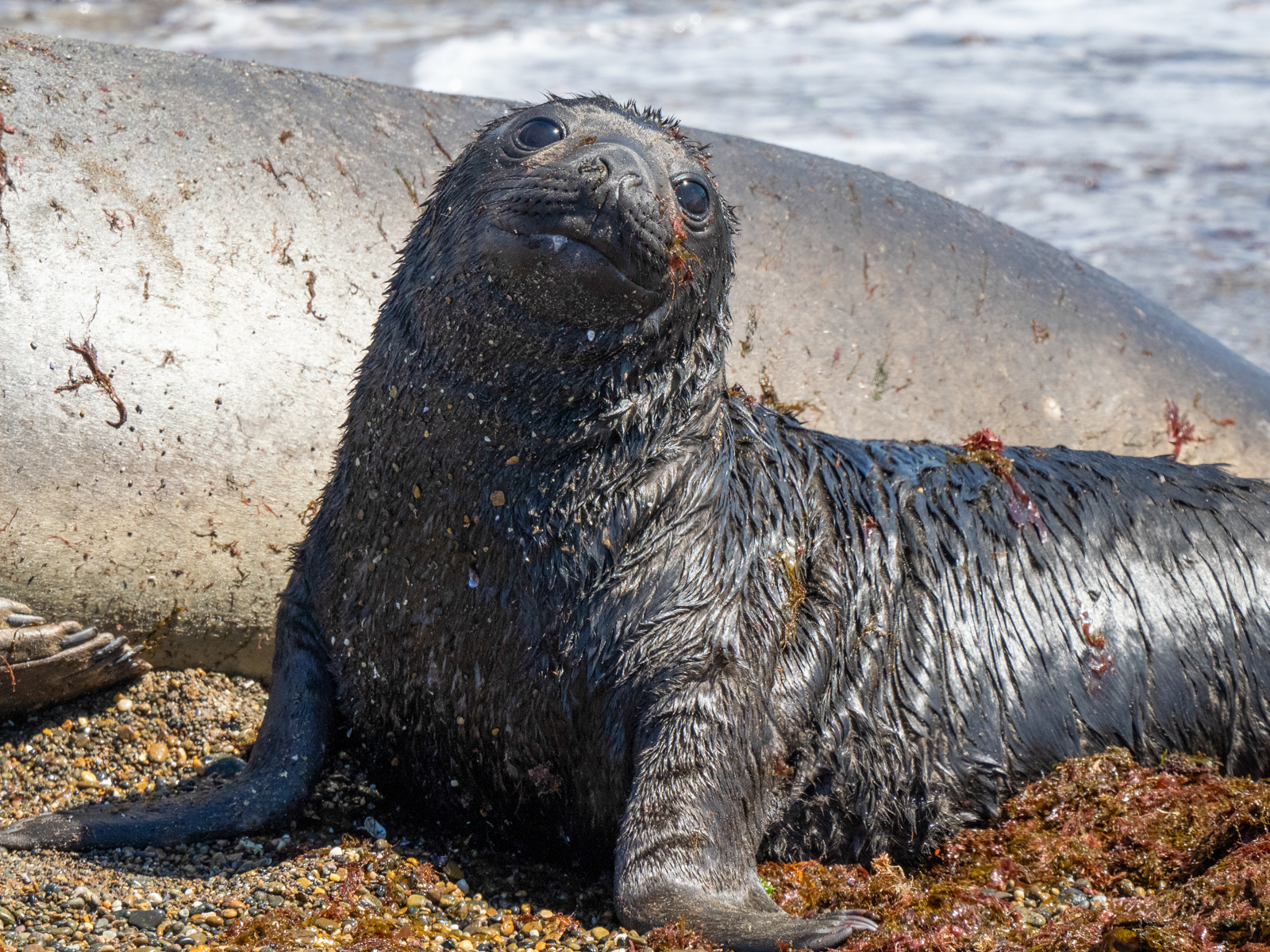 Elephant Seal pup