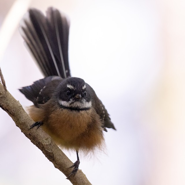 Fantail