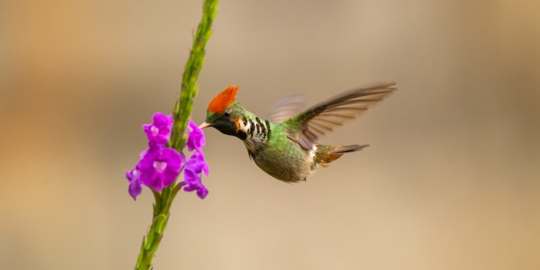 Brazil Atlantic Rainforest Trip Report 2025