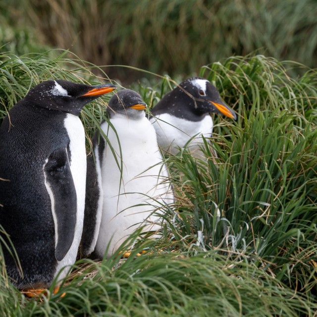 Gentoo Penguins, Macquarie Island