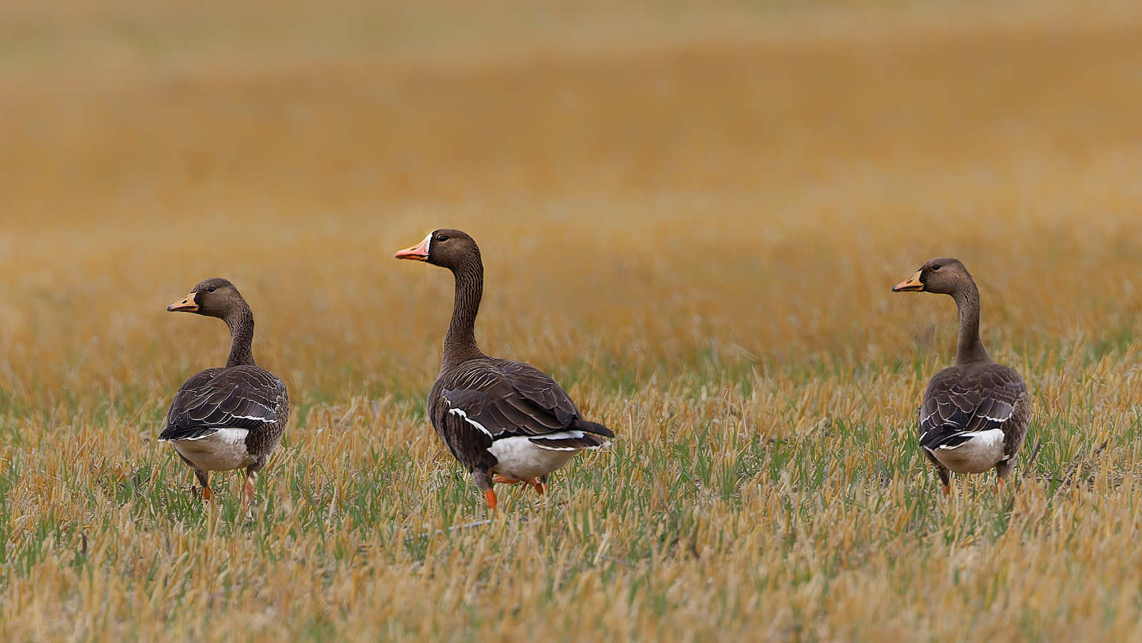 Greater White-fronted Geese
