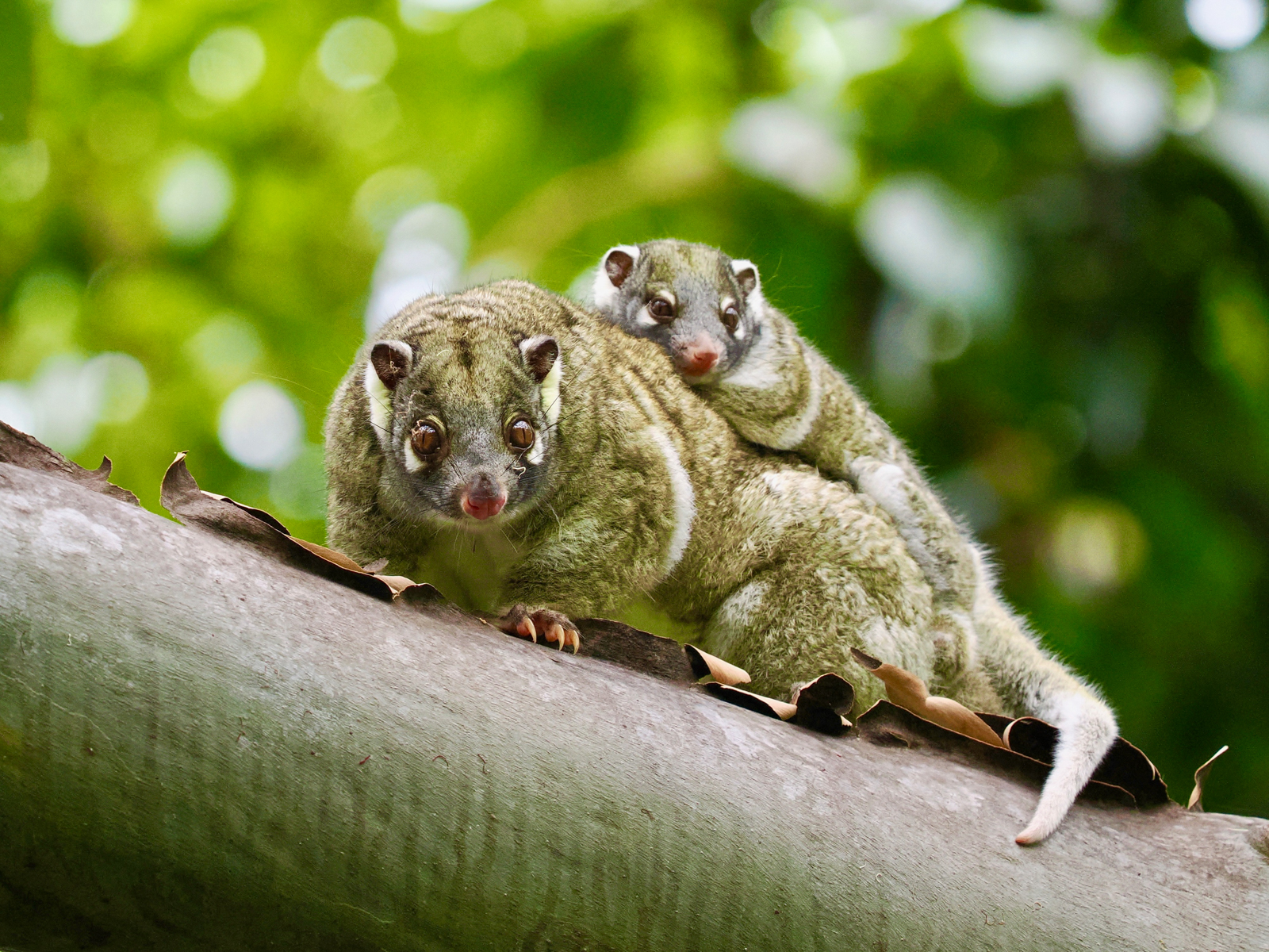 Green Ringtail Possum