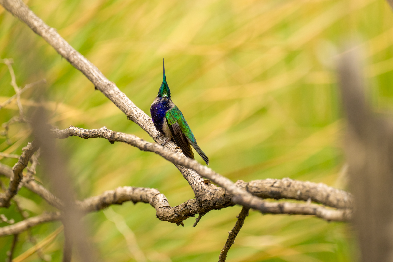 Green-crowned Plovercrest