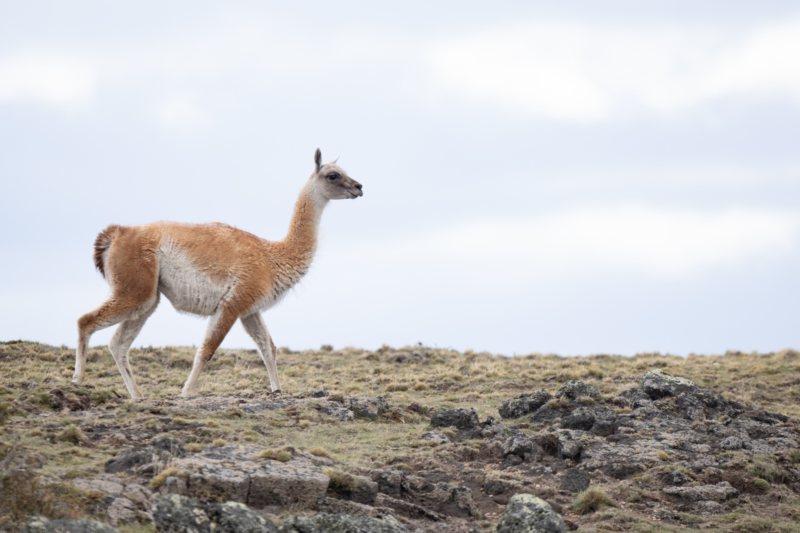 Guanaco