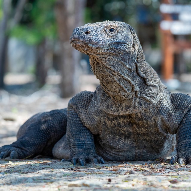 Komodo Dragon
