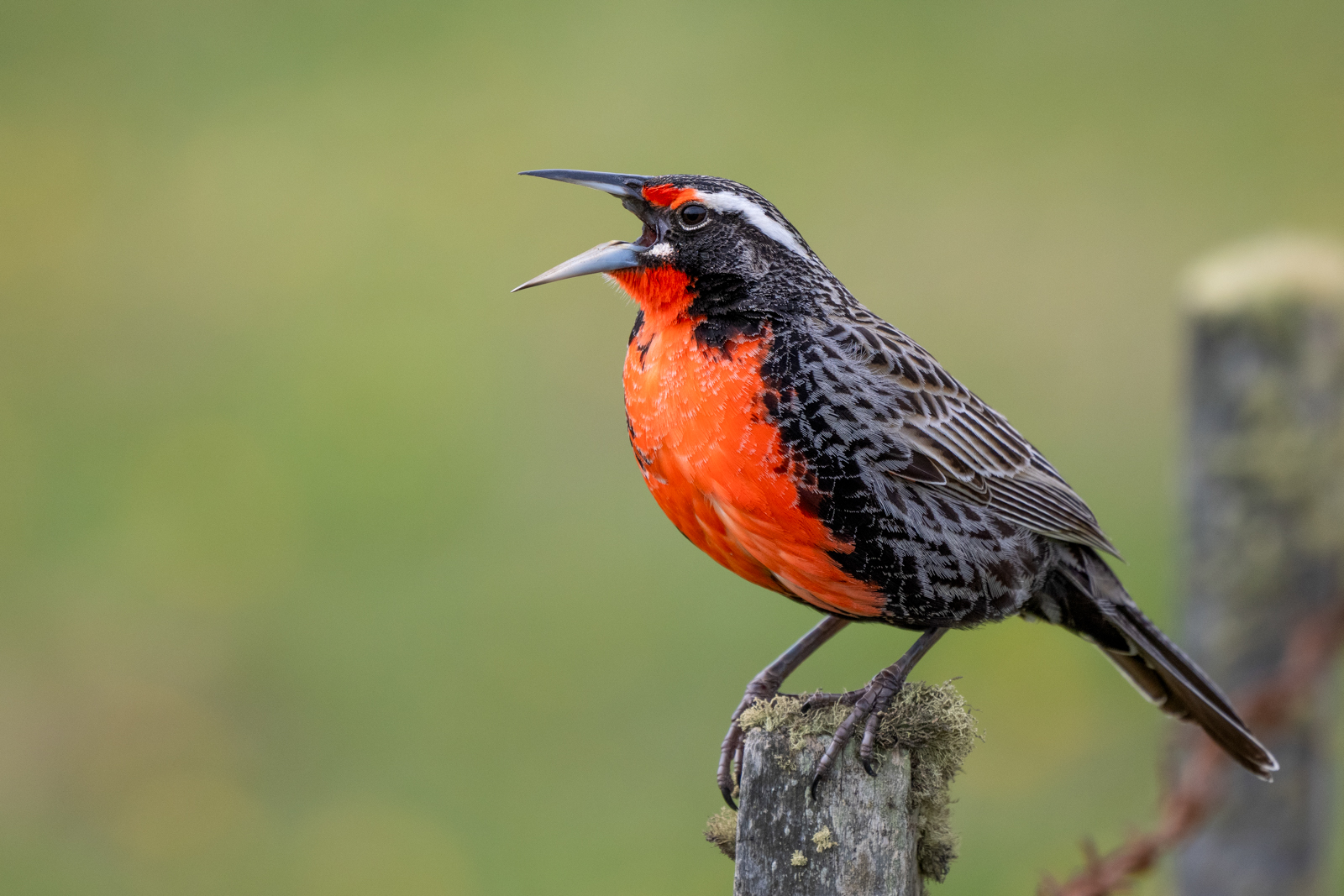 Long-tailed Meadowlark
