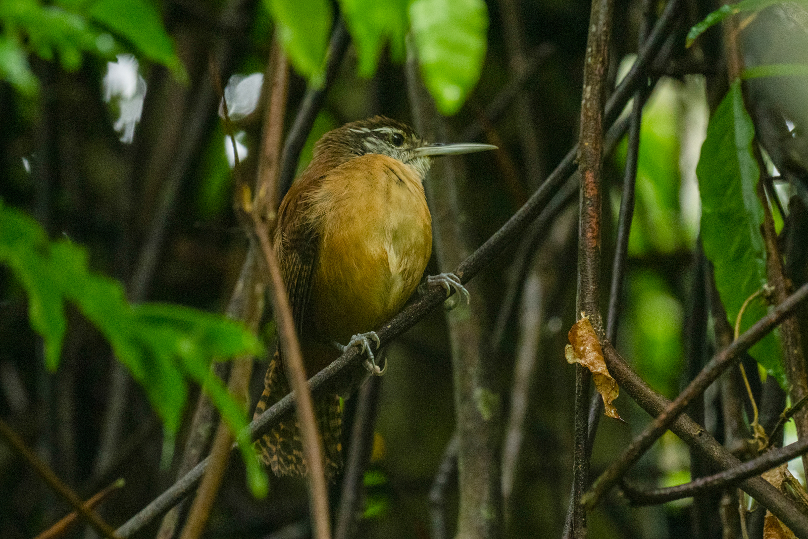 Long-billed Wren