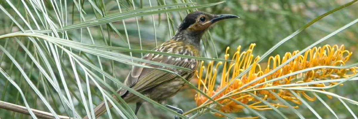 Eastern Australia Trip Report (Oct 8 - 24, 2025)