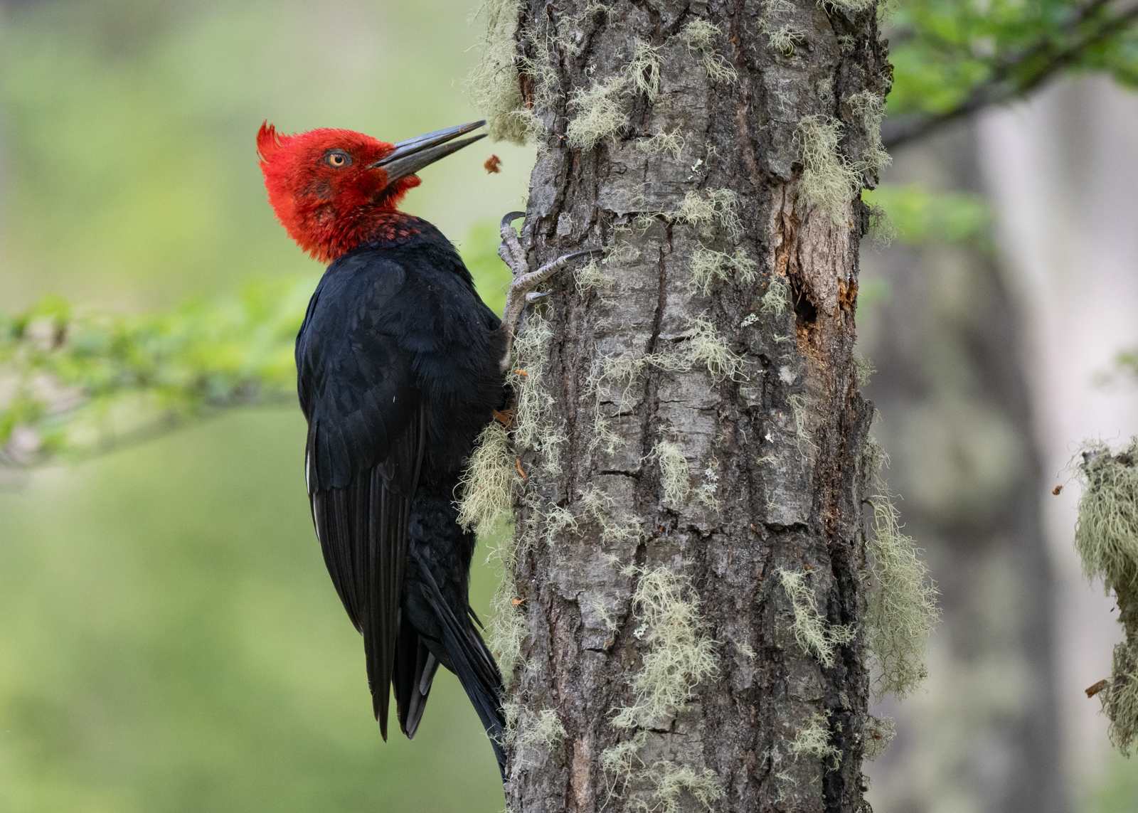 Magellanic Woodpecker