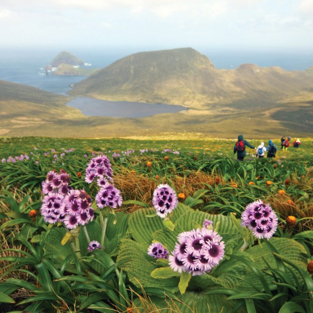 Mount Honey, Cambell Island