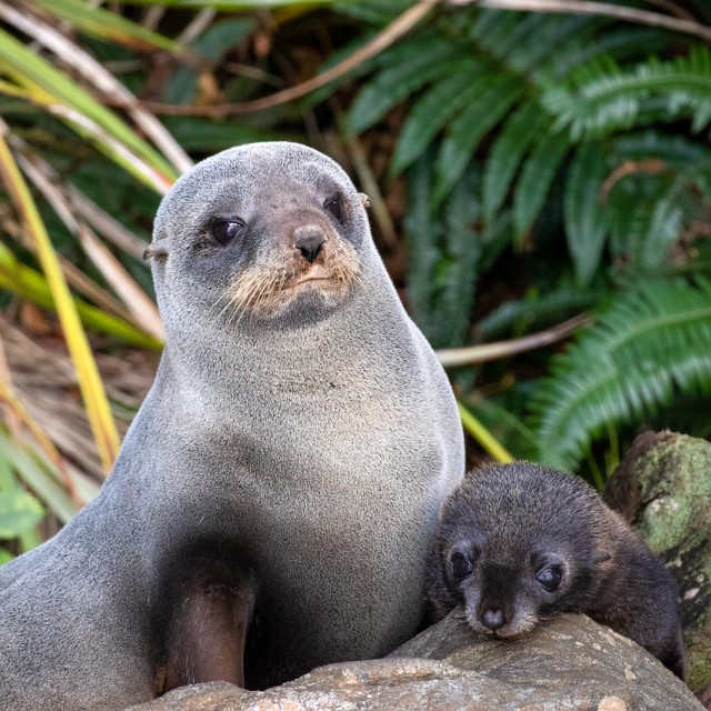 New Zealand Fur Seals