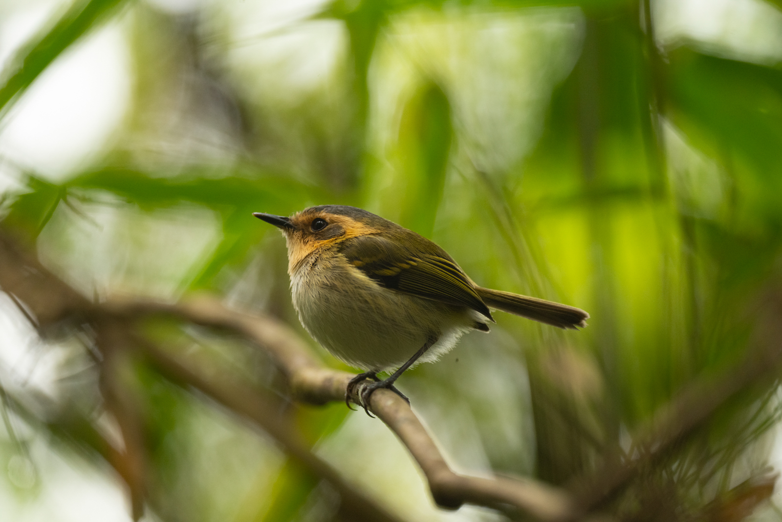 Ochre-faced Tody-Flycatcher