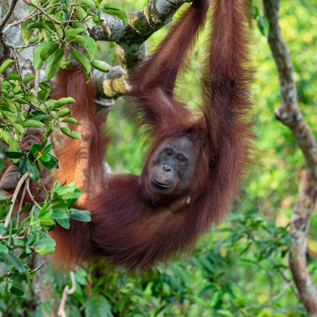 Orangutan