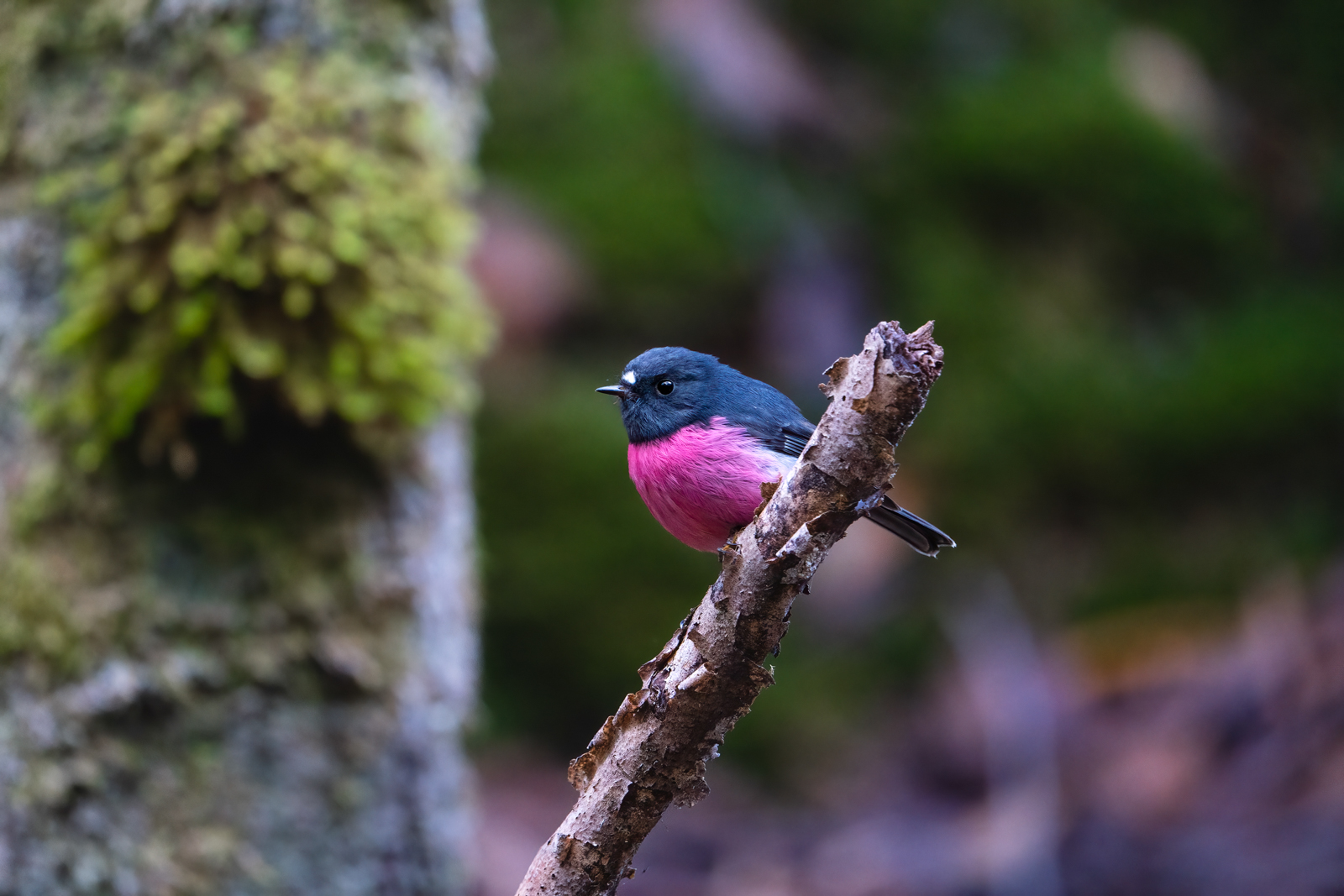 Australia: Tasmania Trip Report (Oct 24 - 28, 2025) - Eagle-Eye Tours