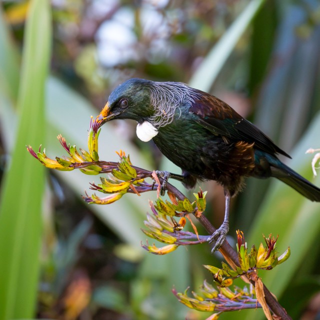 Queen Charlotte Sound