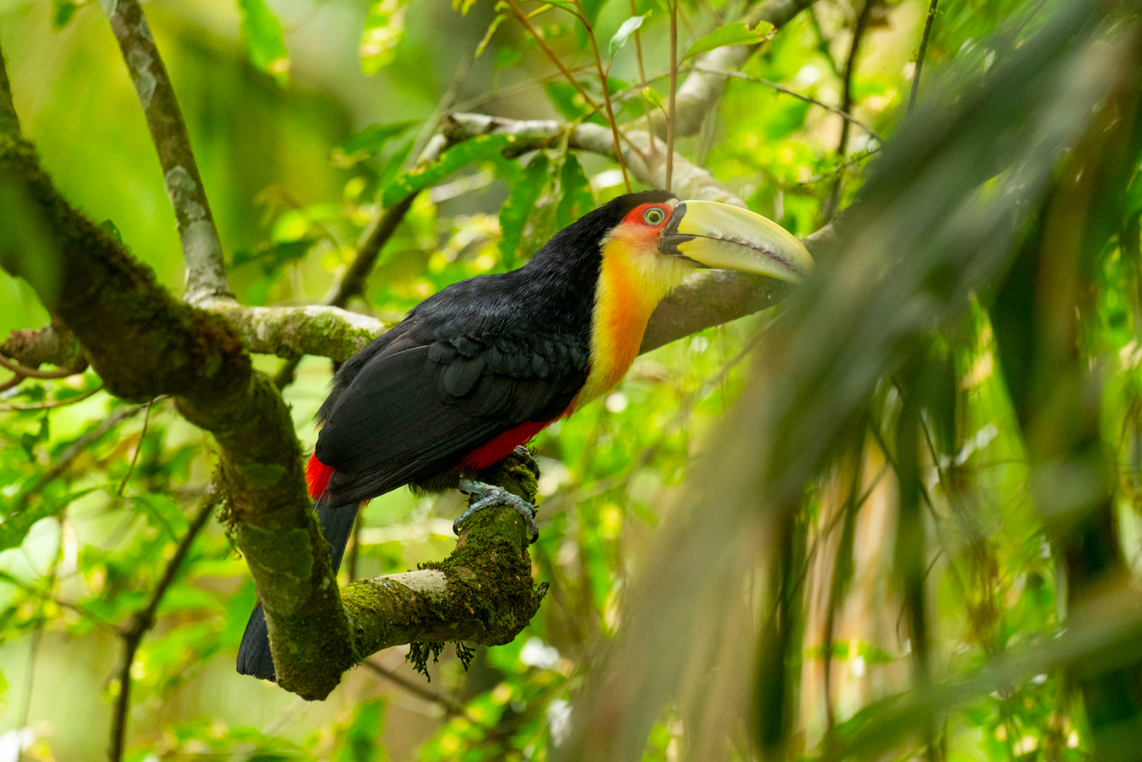 Red-breasted Toucan