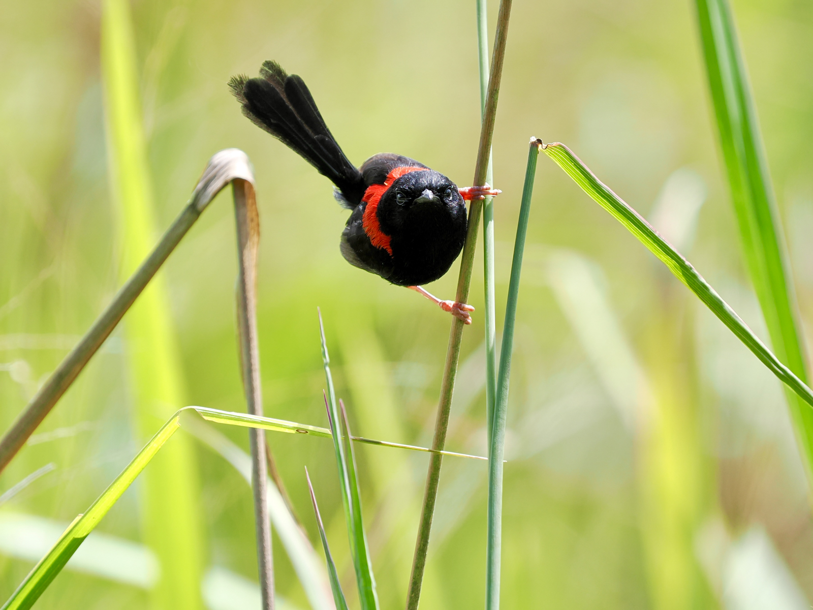 Red-backed Fairywren