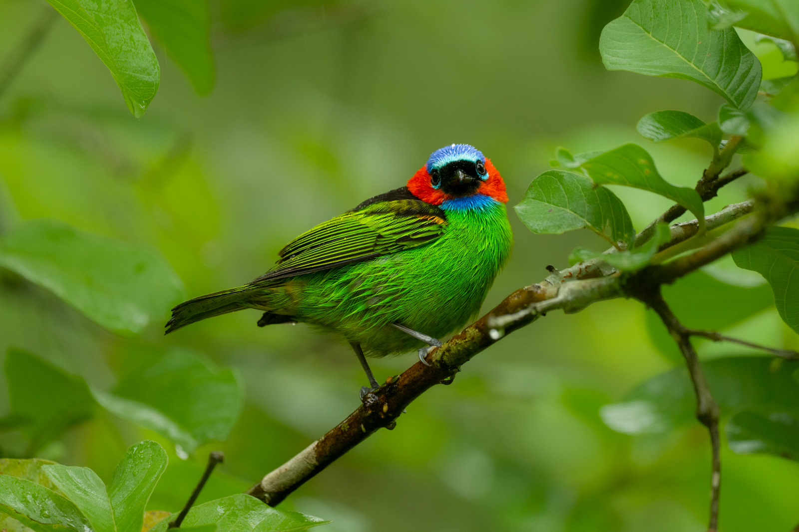 Red-naped Tanager