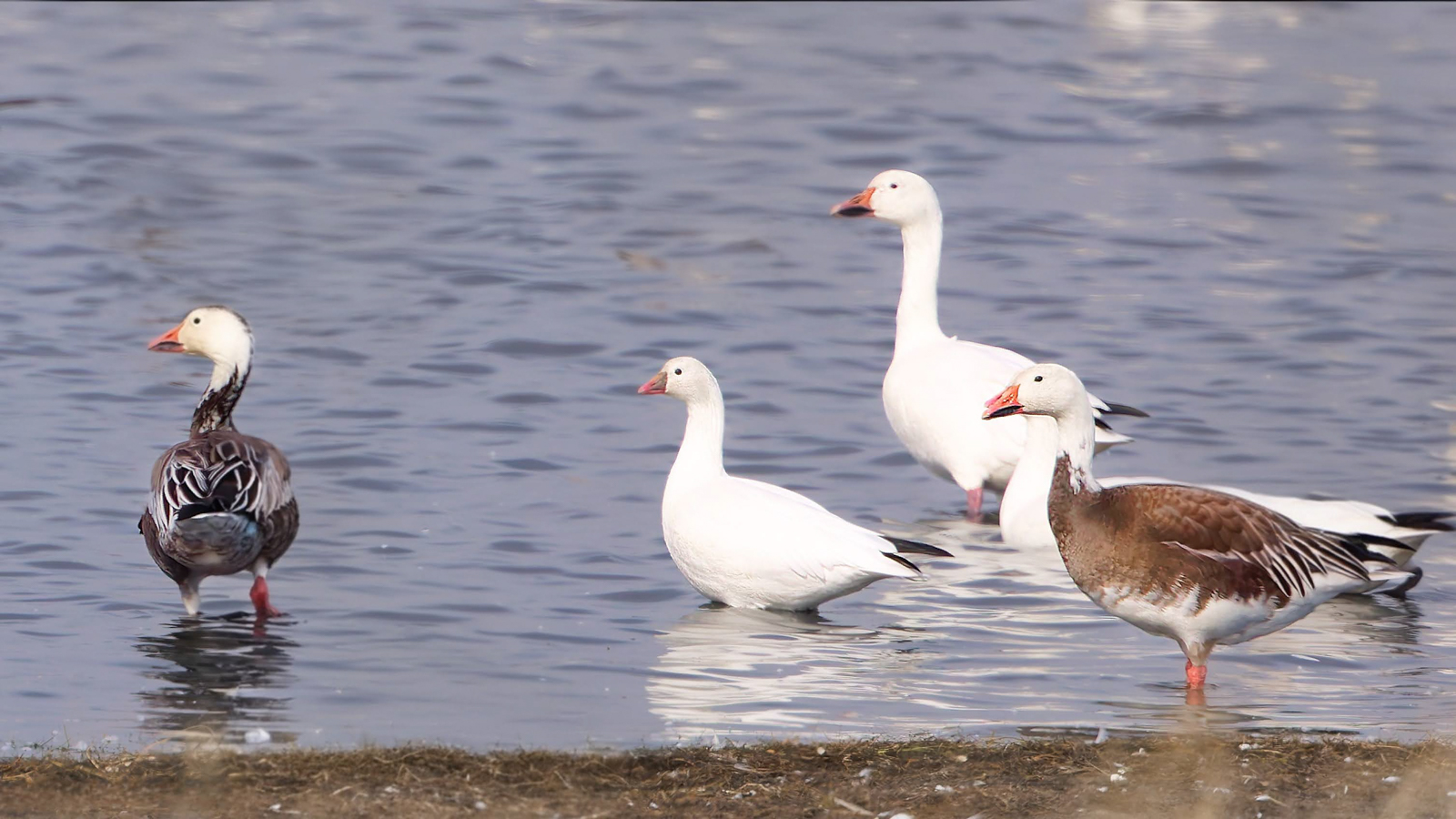 Ross's Goose and Snow Geese