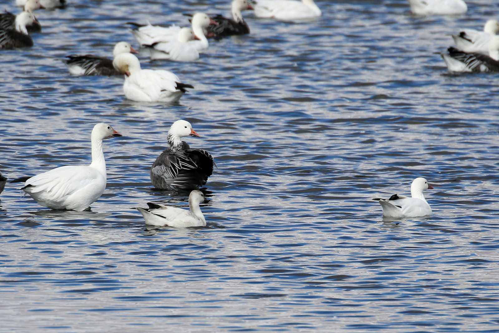 Ross's and Snow Goose