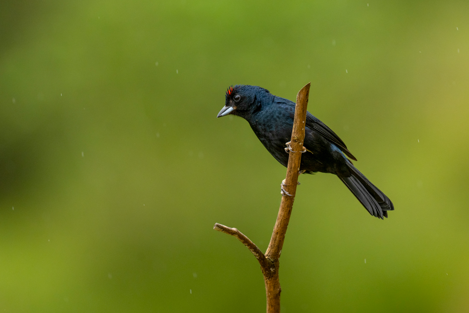 Rudy-crowned Tanager