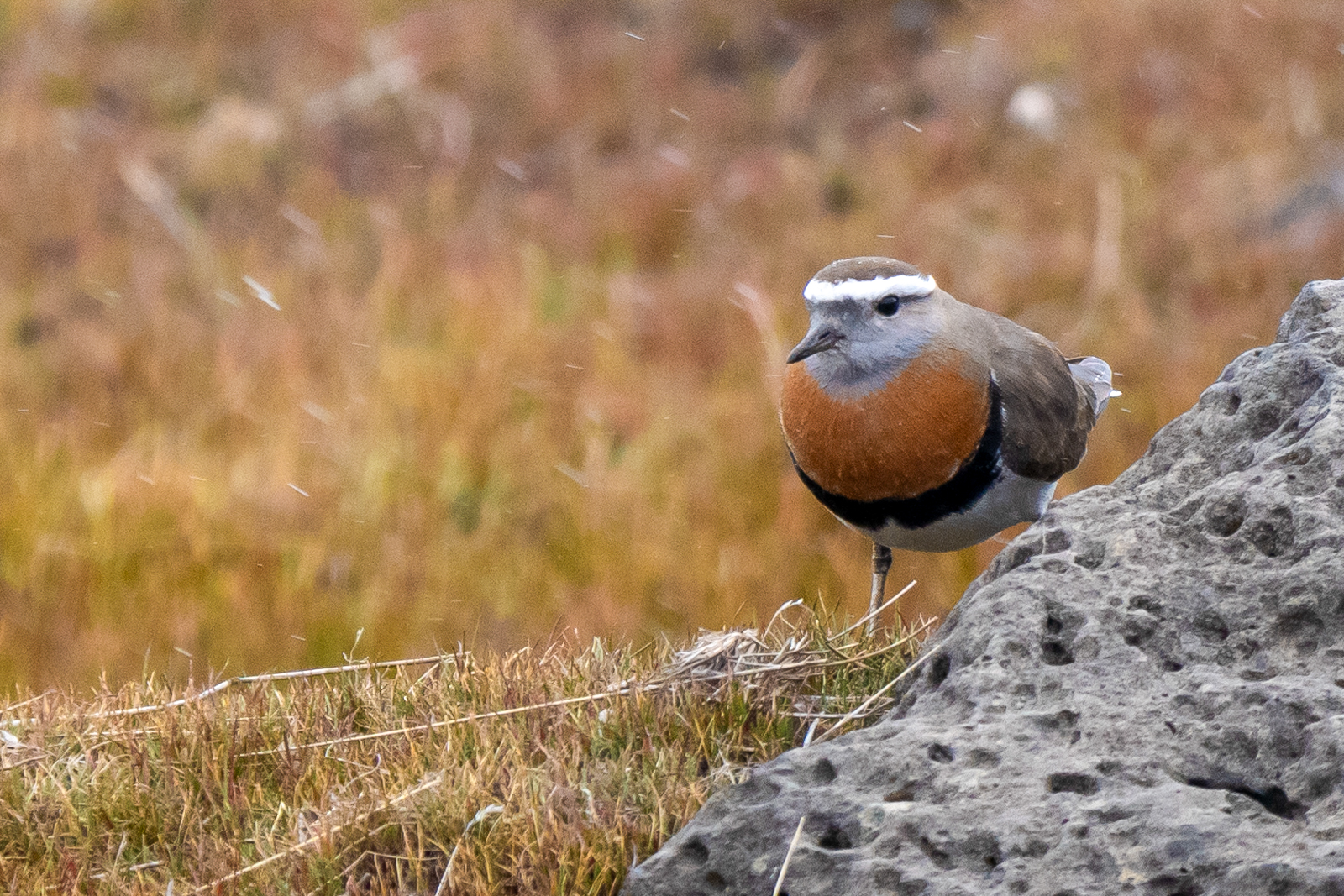 Rufous-chested Dotterel