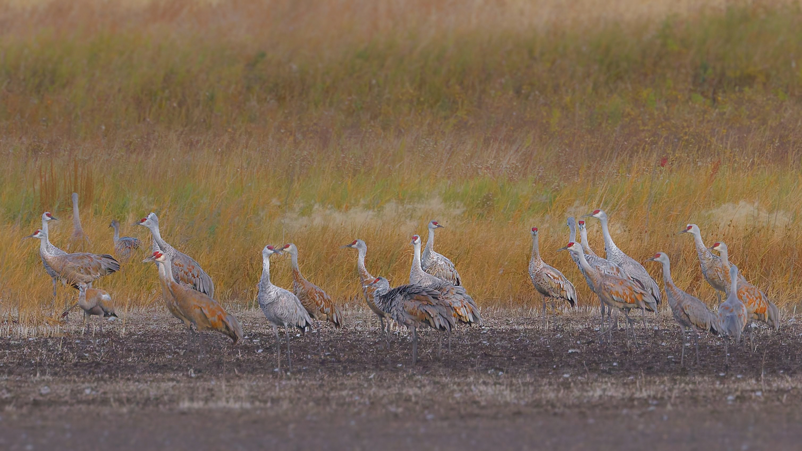 Sandhill Cranes