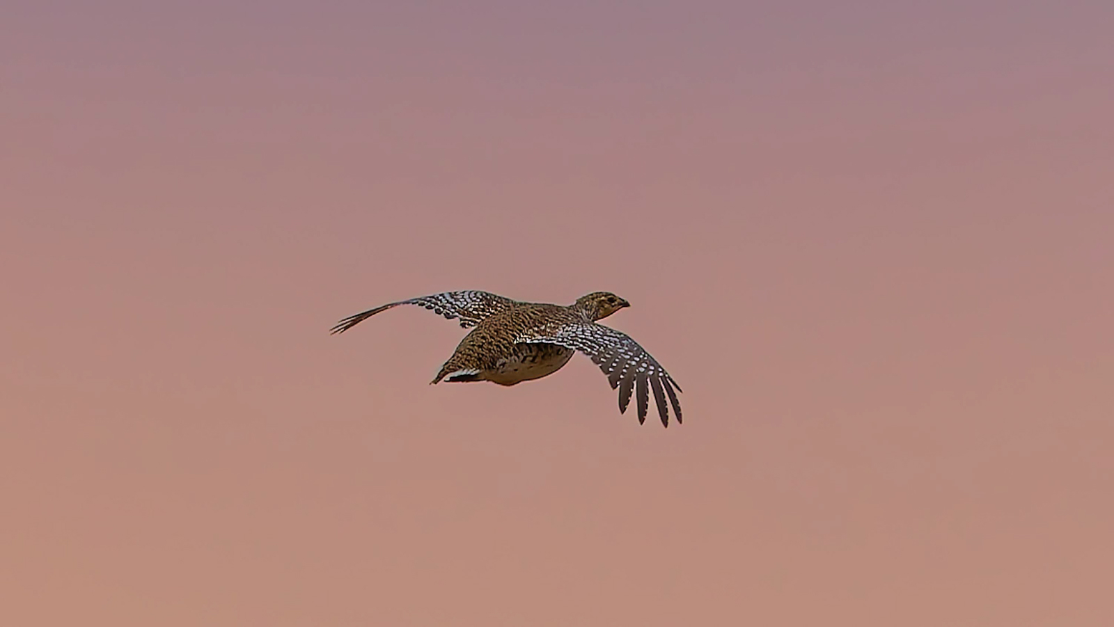 Sharp-tailed Grouse
