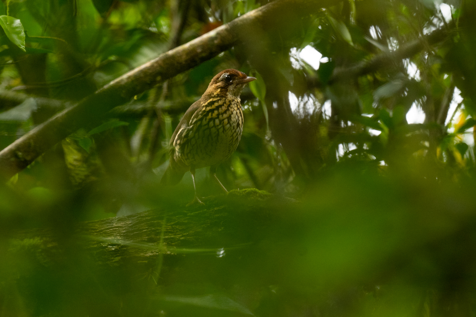 Short-tailed Antthrush