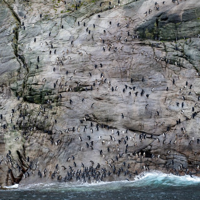 Snares Penguin Slide