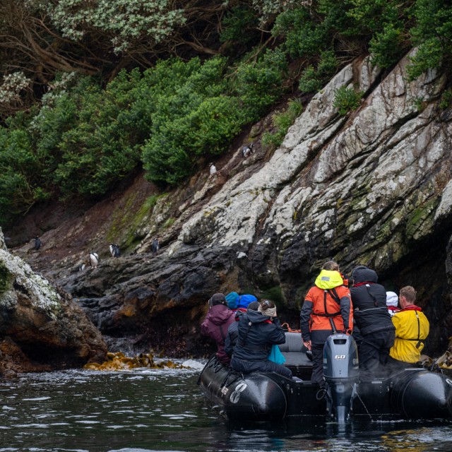 Snares Zodiac Cruise