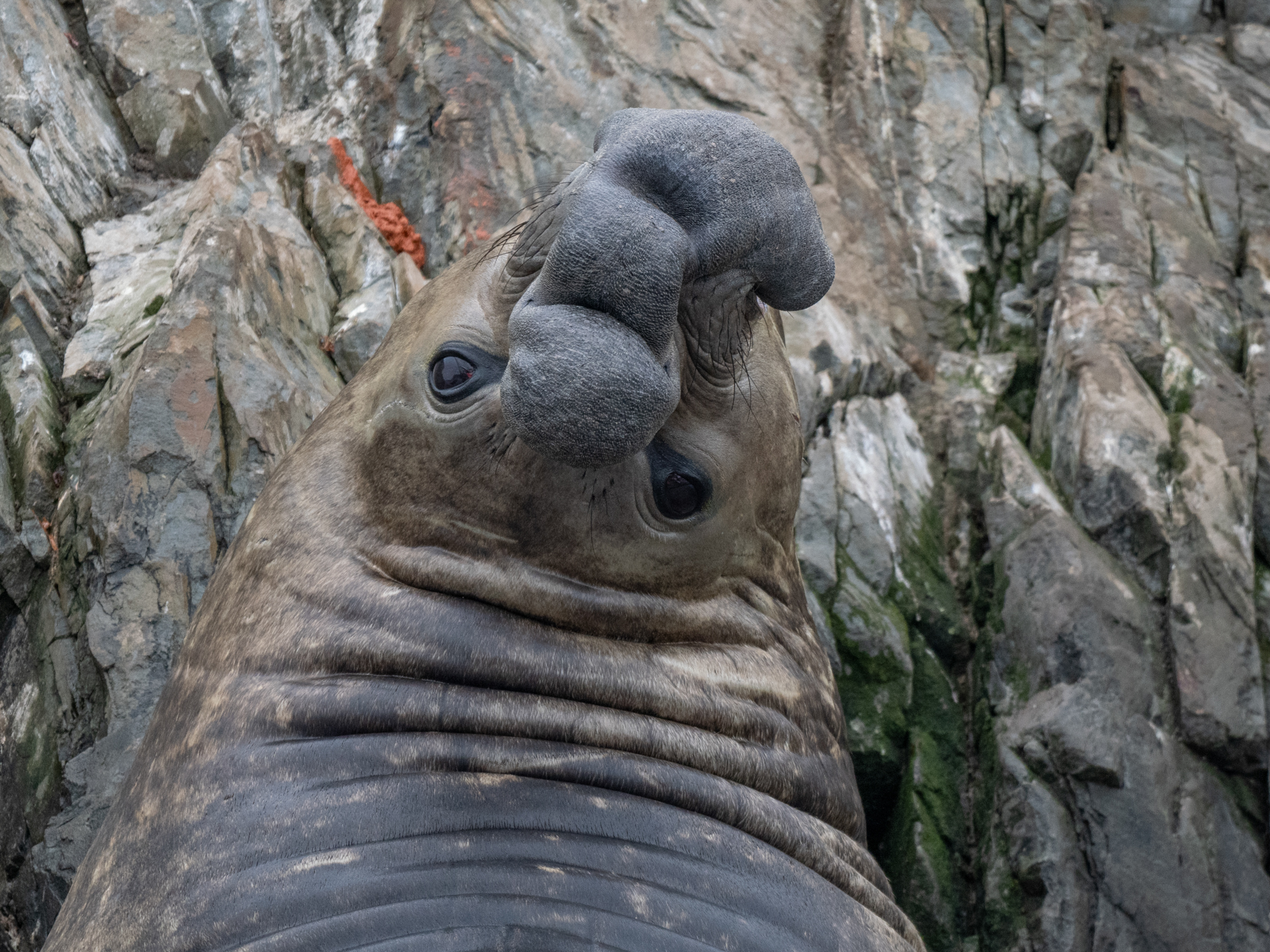 Southern Elephant Seal