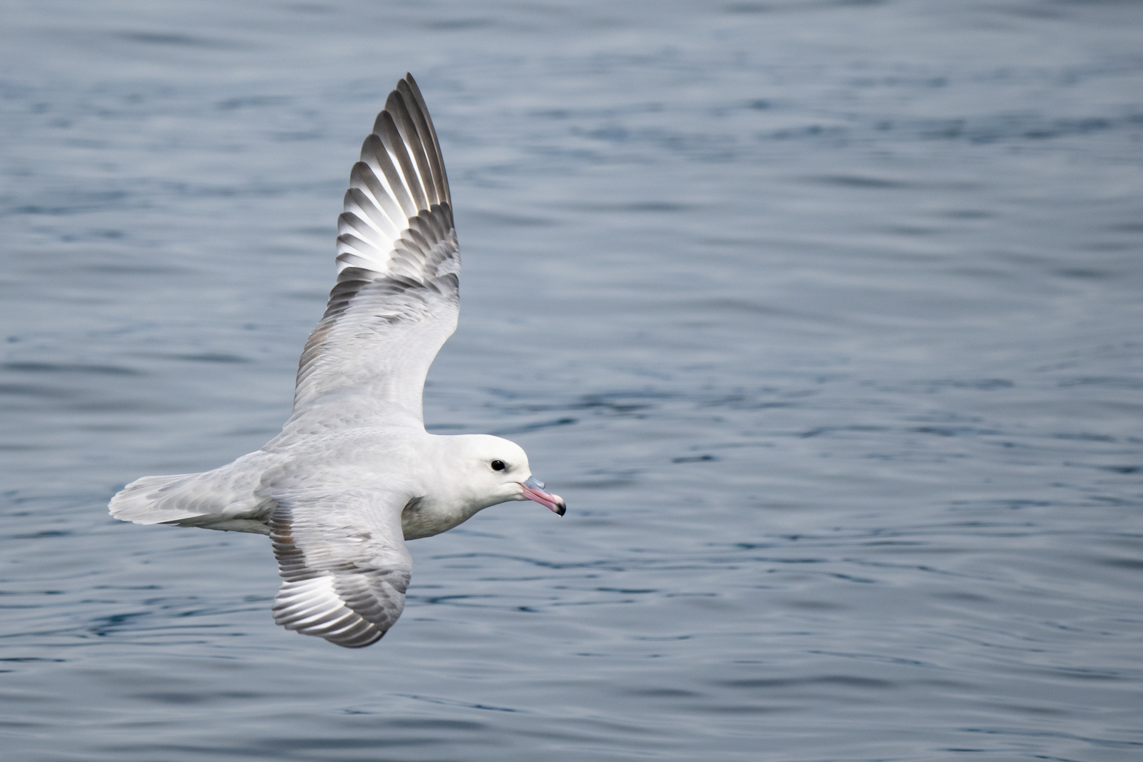 Southern Fulmar