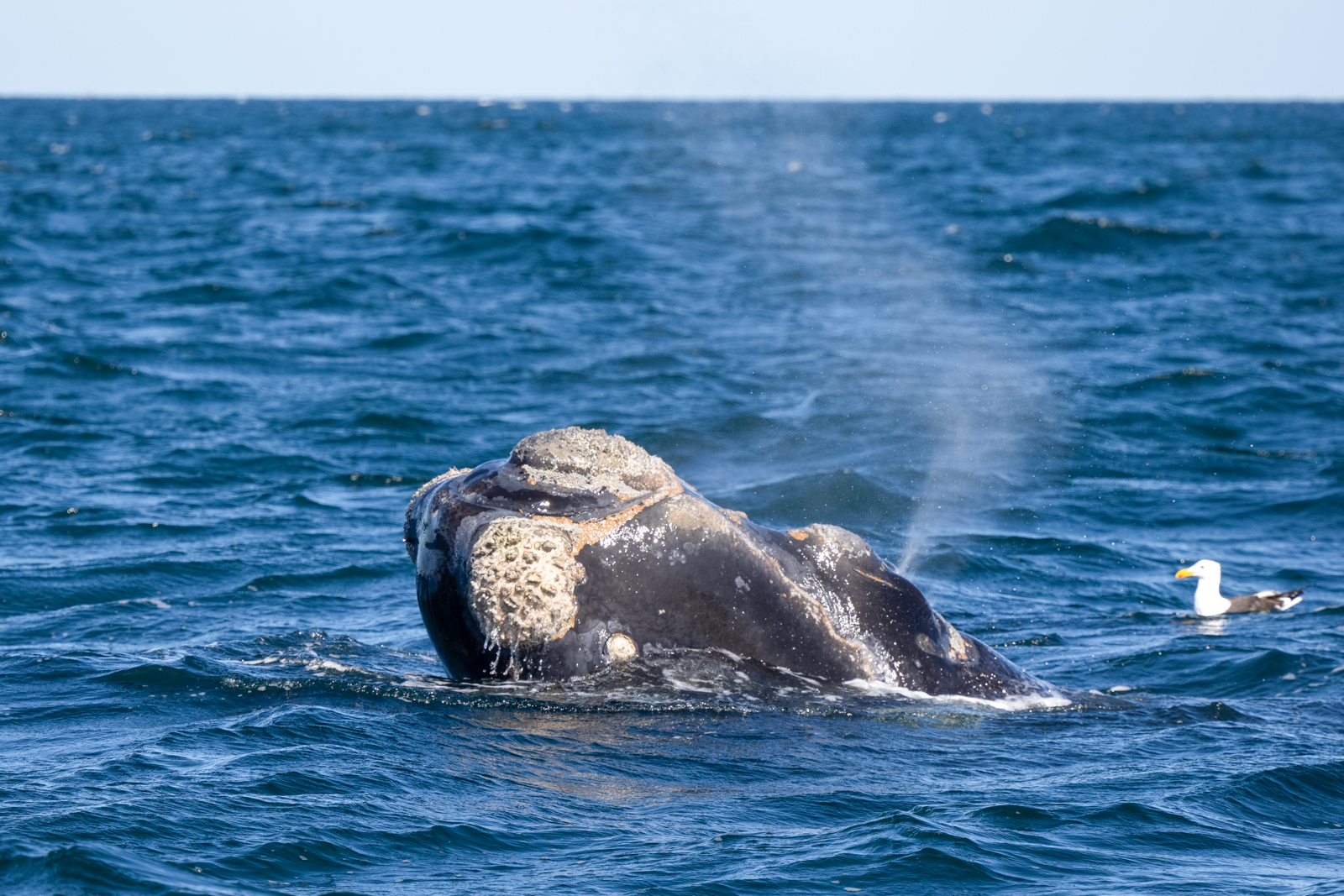Southern Right Whale