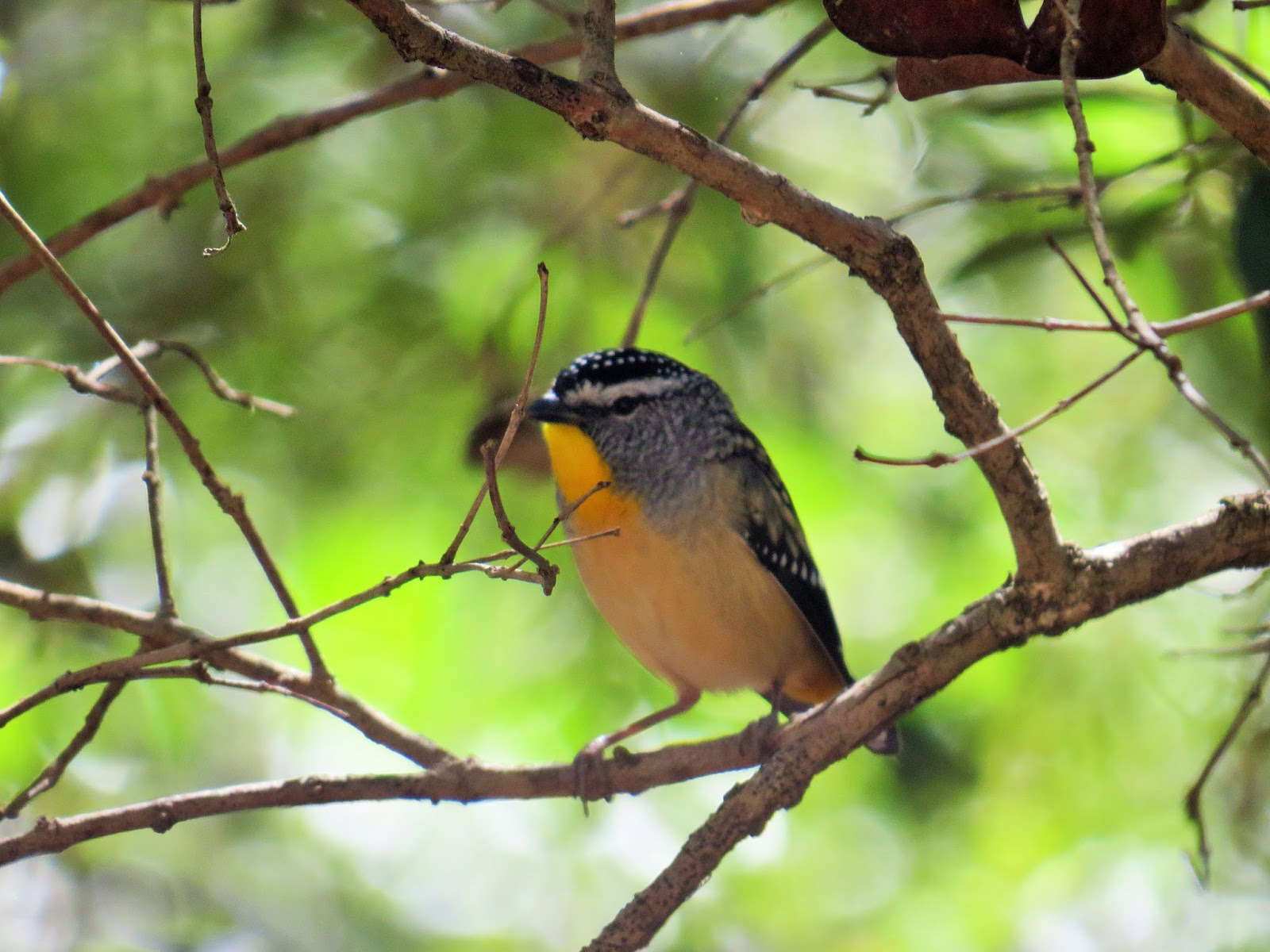 Spotted Pardalote
