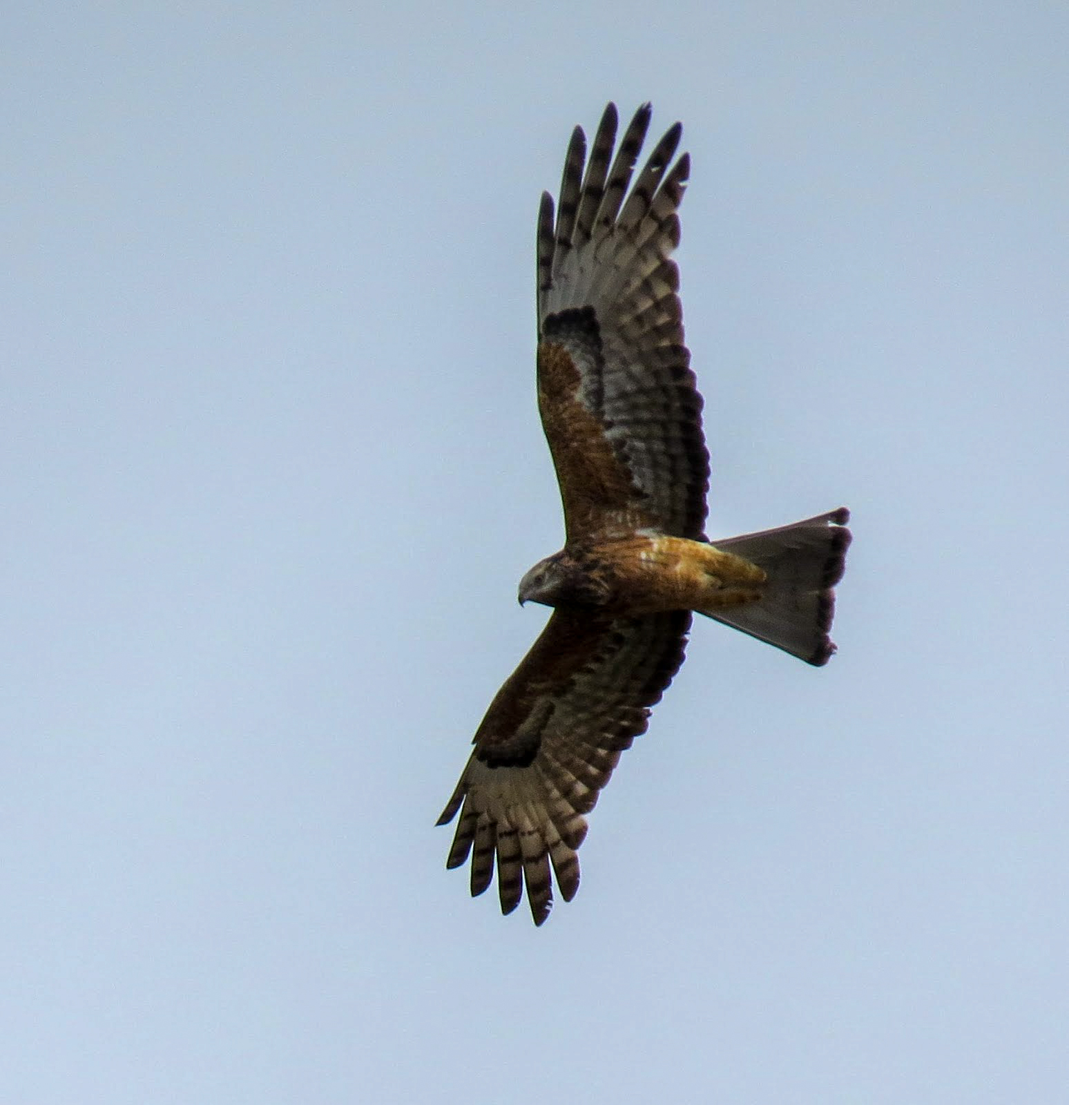 Square-tailed Kite