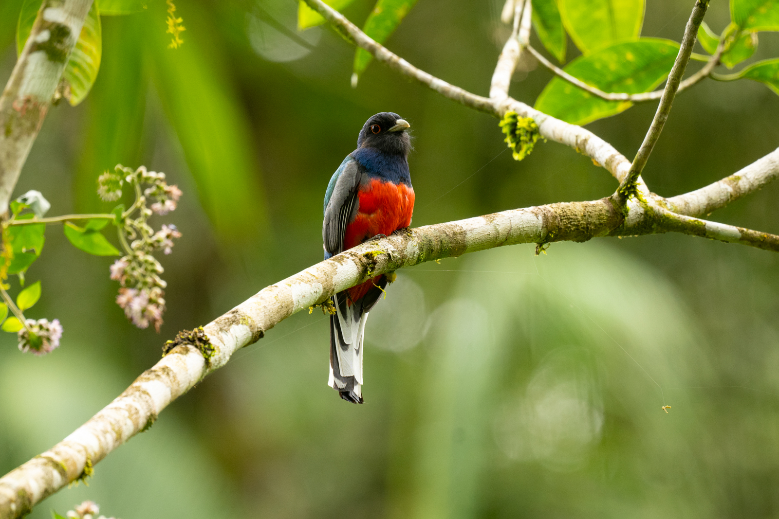 Surucua Trogon