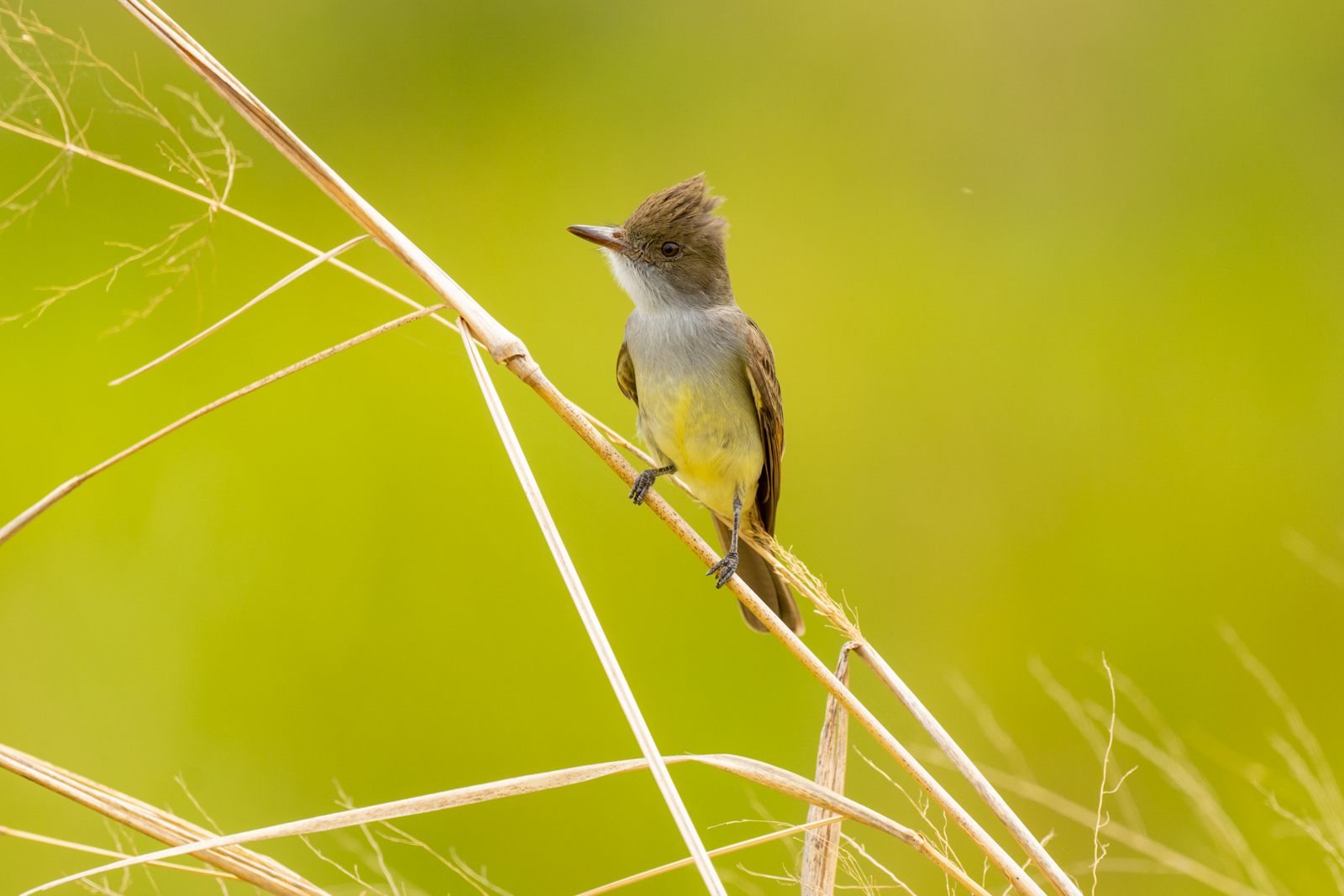 Swainson's Flycatcher