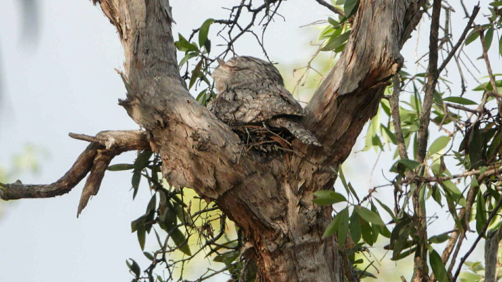 Tawny Frogmouth