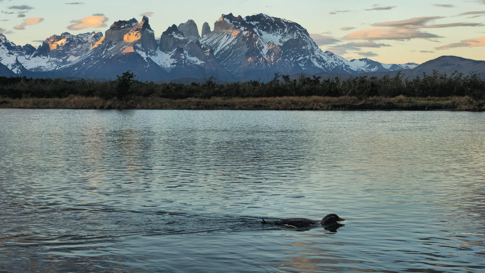 Torres del Paine and Flying Steamer Duck