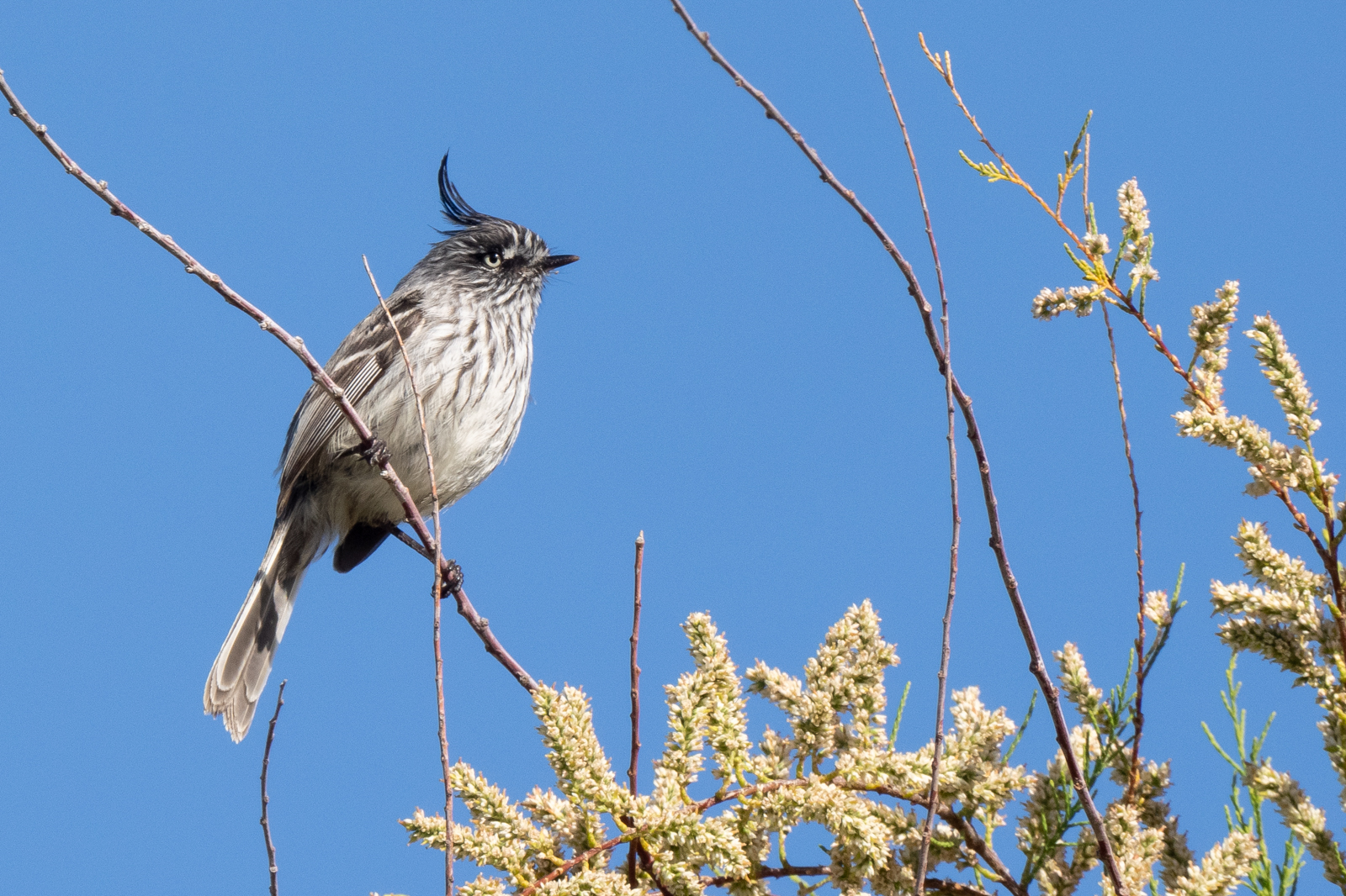 Tufted Tit-Tyrant