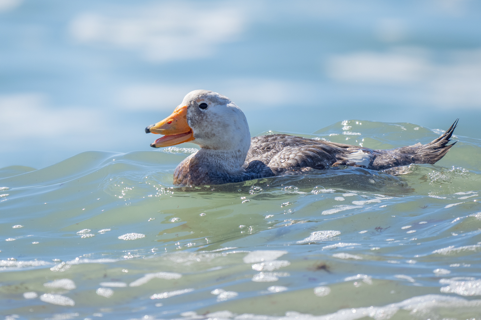 White-headed Steamer Duck